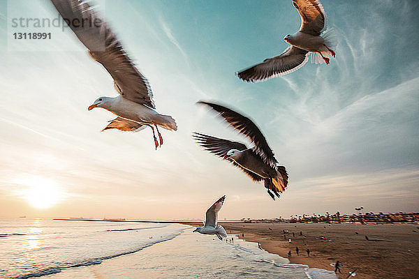 Möwen fliegen bei Sonnenuntergang am Strand gegen den Himmel