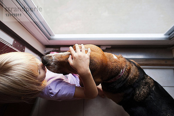 Draufsicht auf ein Mädchen  das einen Beagle streichelt  während es am Fenster steht