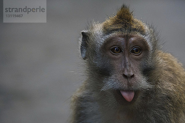 Nahaufnahme-Porträt eines Affen mit herausgestreckter Zunge