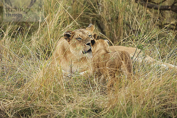 Nahaufnahme eines Jungtieres mit Löwin auf dem Feld im Serengeti-Nationalpark