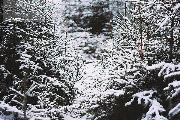 Schneebedeckte Fichten  die im Wald wachsen