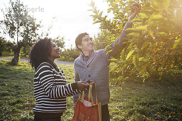 Mann gibt der Frau einen Apfel  während er im Obstgarten steht