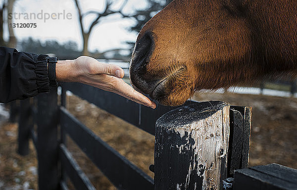 Gekrümmte Hand einer Frau berührt Pferdenase am Stall