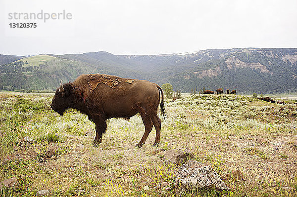 Amerikanische Bisons auf Grasfeld bei Berg gegen Himmel