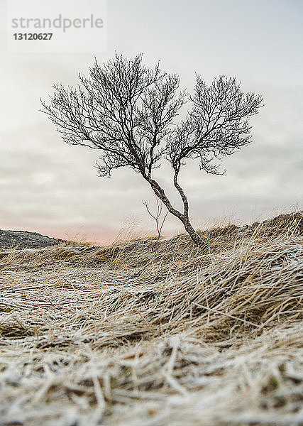 Kahler Baum auf dem Feld gegen den Himmel