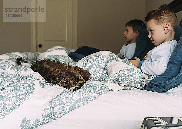 Brüder schauen weg  während sie zu Hause mit Hund auf dem Bett sitzen
