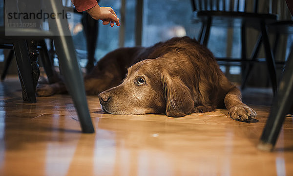 Nahaufnahme eines Hundes  der zu Hause auf einem Hartholzboden liegt