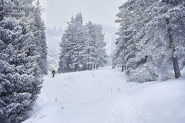 Rückansicht eines männlichen Wanderers  der auf einem schneebedeckten Feld im Wald läuft