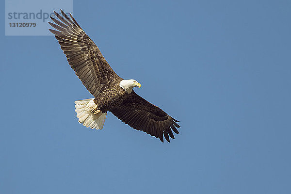 Tiefblick auf Weißkopfseeadler bei klarem blauen Himmel