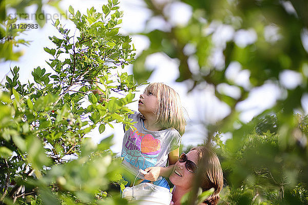 Mutter mit Tochter pflückt Blaubeeren vom Baum auf dem Bauernhof