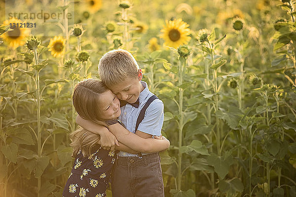 Liebende Geschwister  die sich umarmen  während sie auf dem Feld gegen Sonnenblumen stehen