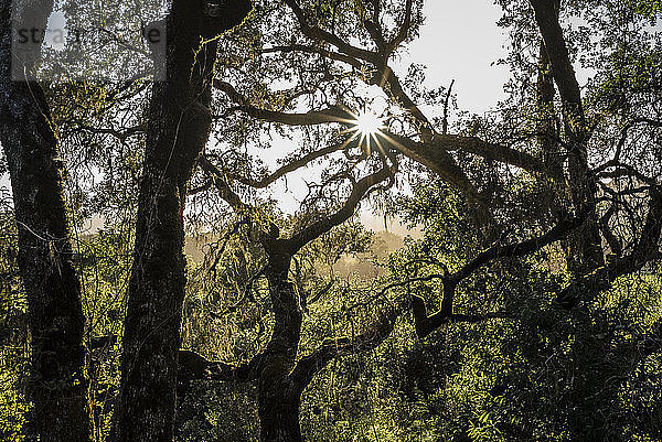 Niedrigwinkelansicht von Bäumen  die am sonnigen Tag im Wald gegen den Himmel wachsen