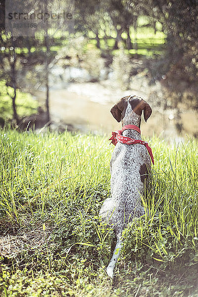 Rückansicht eines Hundes  der an einem sonnigen Tag auf einem Grasfeld im Wald sitzt