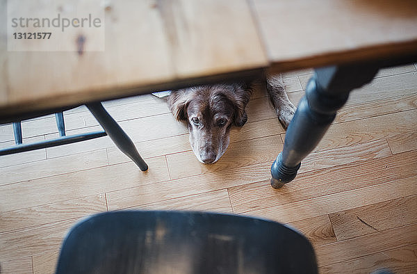 Hochwinkelaufnahme eines Hundes  der zu Hause auf einem Hartholzboden liegt