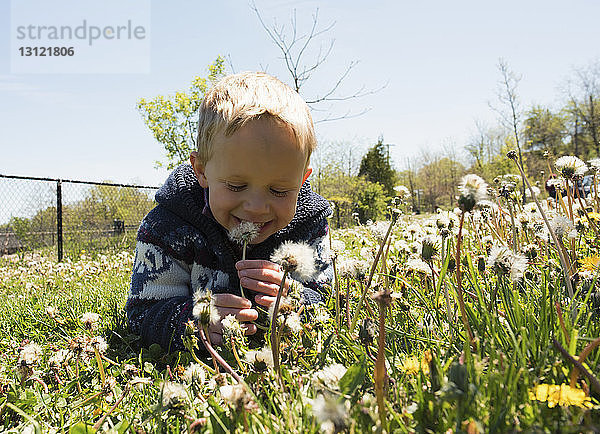 Glücklicher Junge hält Löwenzahnblume  die am sonnigen Tag auf dem Feld gegen den Himmel wächst
