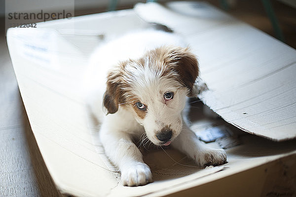 Nahaufnahme-Porträt eines Hundes  der auf einem Pappkarton sitzt