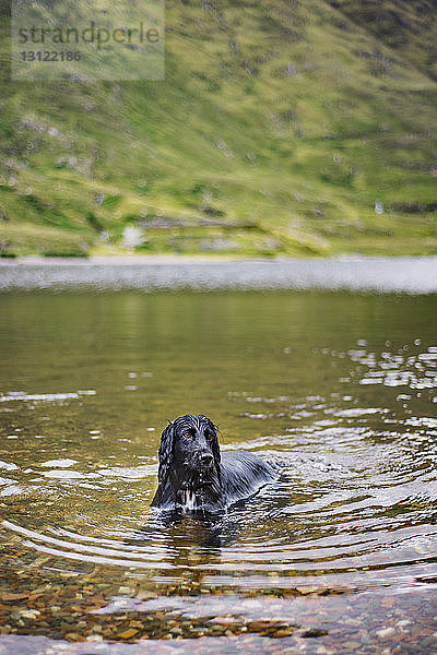 Schwarzer Hund entspannt sich im See
