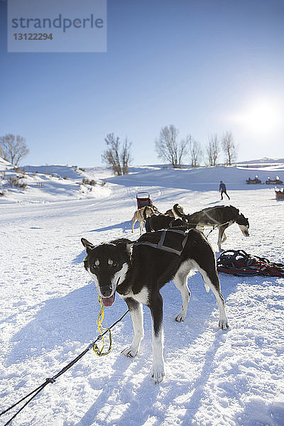 Schlittenhunde entspannen sich auf verschneitem Feld vor klarem Himmel
