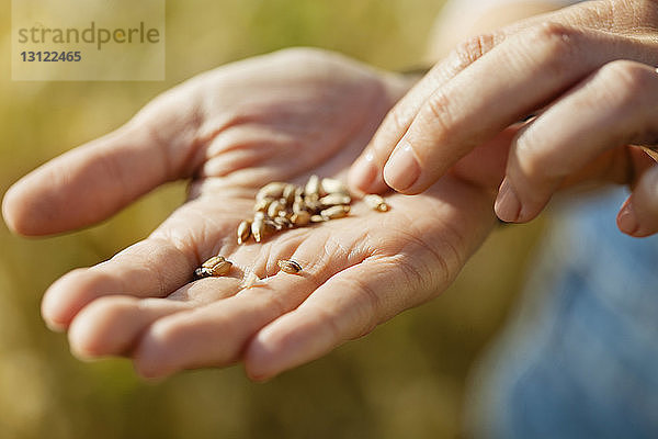 Mittelteil einer Bäuerin mit frisch geerntetem Weizen auf dem Feld