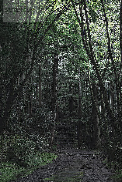 Unbefestigte Straße zwischen Bäumen im Wald