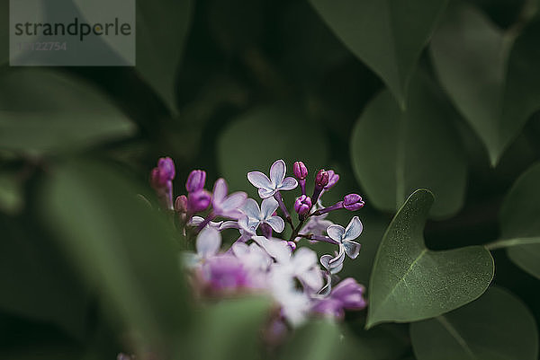 Nahaufnahme von Blumen  die inmitten von Blättern blühen