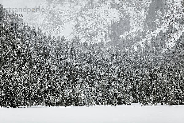 Szenische Ansicht von Bäumen auf schneebedecktem Feld