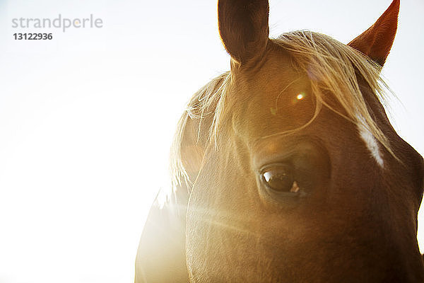 Nahaufnahme eines Pferdes vor klarem Himmel an einem sonnigen Tag