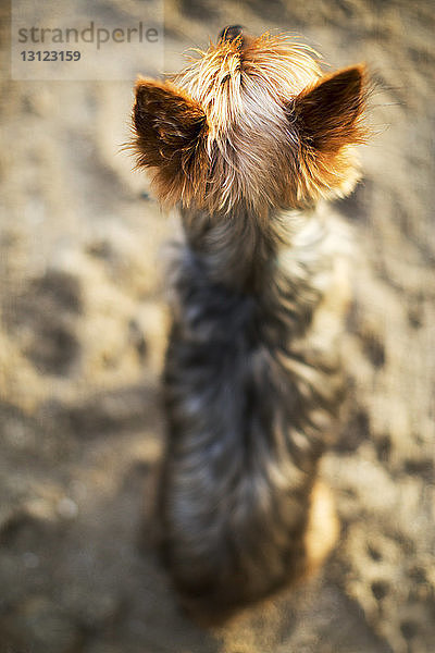 Hochwinkelaufnahme eines Yorkshire Terriers  der sich auf Sand entspannt