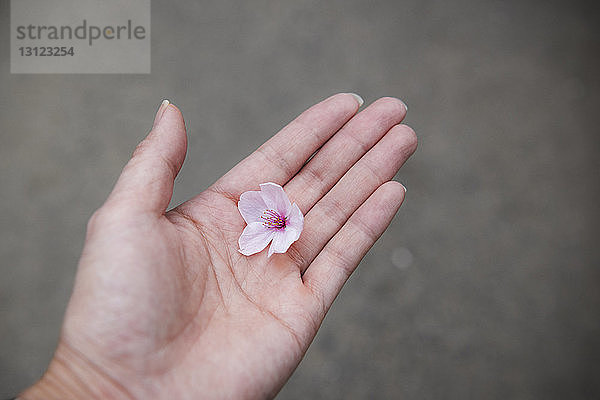 Gestutzte Hand hält rosa Kirschblütenblume im Freien
