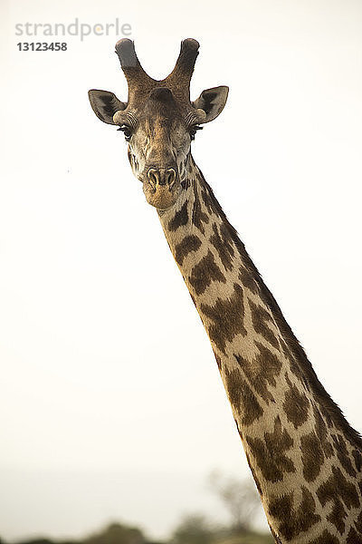 Porträt einer Giraffe vor klarem Himmel