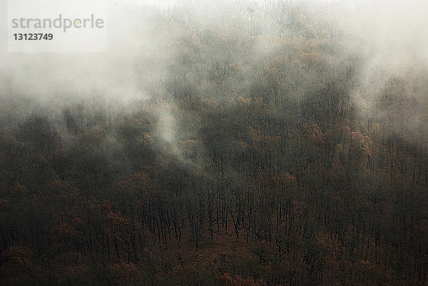 Hochwinkelaufnahme von Bäumen in einem von Nebel bedeckten Wald