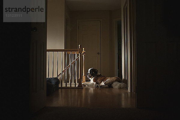 Zu Hause auf dem Boden liegender Hund