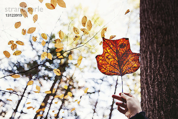 Abgehackte Hand hält Herbstblatt gegen den Himmel