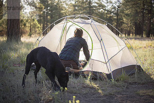Rückansicht einer Frau  die im Zelt sucht  während ein Hund auf einem Feld im Wald spazieren geht