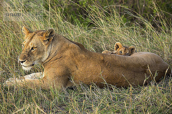 Löwin mit Jungtier entspannt sich auf dem Feld im Serengeti-Nationalpark