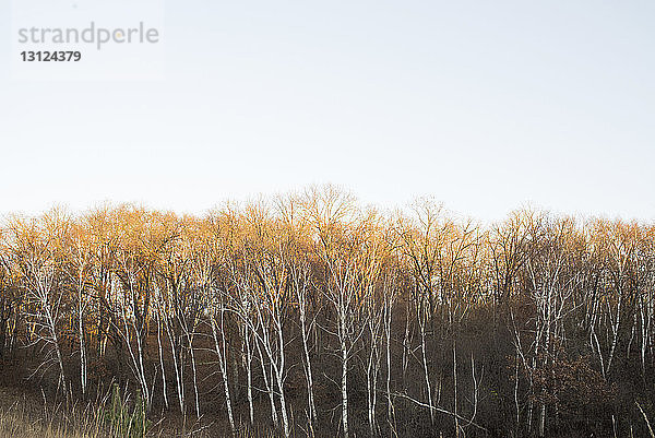 Niedrigwinkelansicht von Herbstbäumen gegen klaren Himmel
