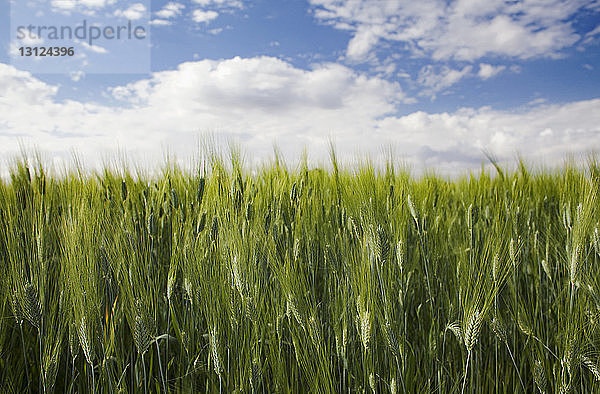 Szenische Ansicht eines Weizenfeldes gegen den Himmel