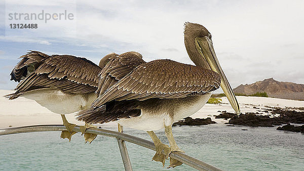 Nahaufnahme von braunen Pelikanen auf der Reling über dem Meer