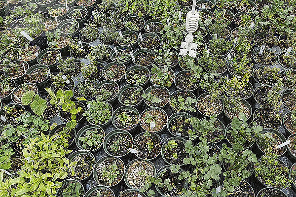 Hochwinkelansicht verschiedener Pflanzen  die im Gewächshaus angeordnet sind