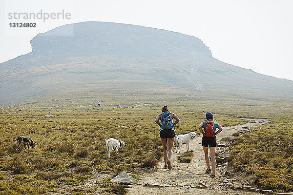 Rückansicht von Wandererinnen mit Hunden  die auf dem Feld gegen den Berg laufen