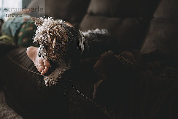 Niedriger Teil eines Jungen mit Yorkshire Terrier  der sich zu Hause auf dem Sofa entspannt