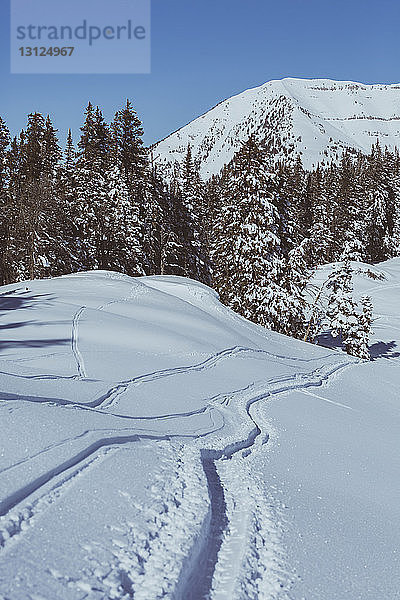 Bäume auf schneebedecktem Feld gegen Berg