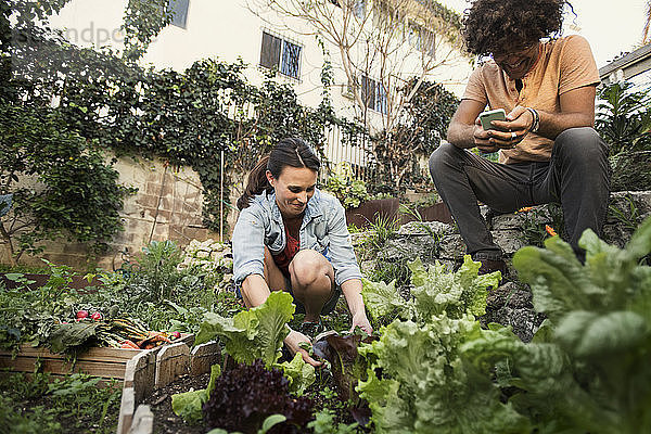 Lächelnde Frau pflanzt  während Freunde ein Smartphone im Gemüsegarten benutzen