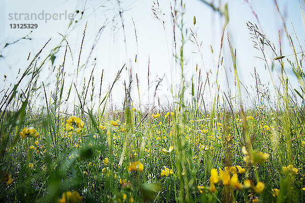Gelbe Blumen wachsen auf Grasfeld gegen den Himmel