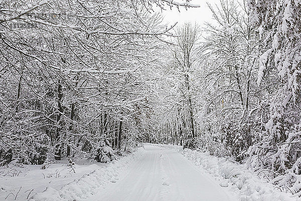 Szenische Ansicht von schneebedeckten Bäumen im Wald