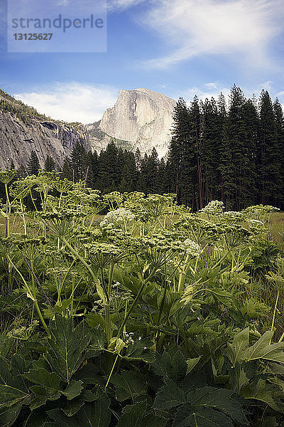 Nahaufnahme von im Feld wachsenden Pflanzen