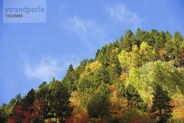 Tiefwinkelansicht von Bäumen auf dem Berg gegen blauen Himmel im Herbst