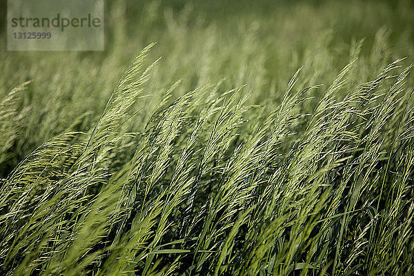 Nahaufnahme von Pflanzen im Feld