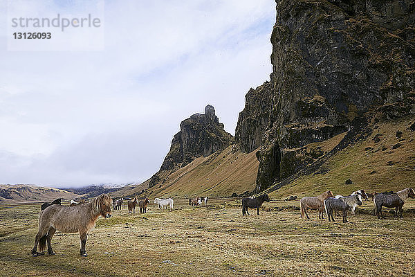 Islandpferde stehen auf dem Feld vor bewölktem Himmel