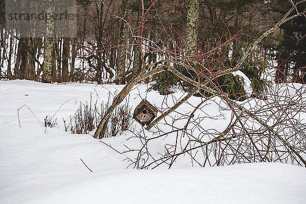 Kahle Bäume in schneebedecktem Wald